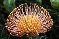 Flowerhead, Leucospermum praemorsum