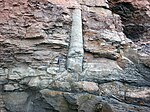 A tree trunk fossil embedded in a cliff