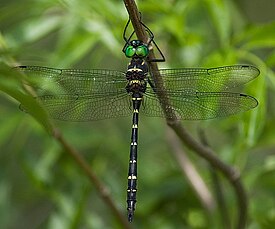 Macromia taeniolata