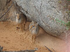 Pareja de Madoqua kirkii en Bioparc, Valencia, España