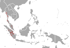 Distribuição do Tapirus indicus