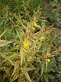 Melampyrum sylvaticum