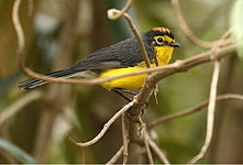 Spectacled redstart