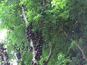 Jabuticabeira com frutos em Curitiba, no Paraná