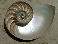 Cutaway of a nautilus shell showing the chambers