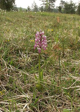 Orchis militaris