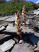 Orobanche latisquama