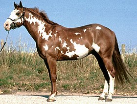 Paint Horse de robe pie overo.