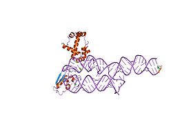 S-domain of human SRP[15]