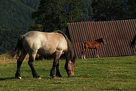 Jument trait roumain rouan et son poulain à Paltinis