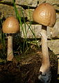 Panaeolus semiovatus var. semiovatus on horse manure.