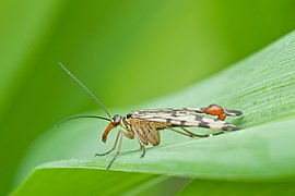 Panorpa communis (Mecoptera)