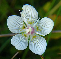 Parnassia palustris