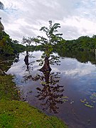 Humedal Parque Nacional Punta Izopo