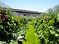 Peas-and-Love, vegetable garden, roof Cameleon Woluwe