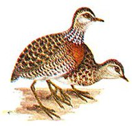 Plains-wanderer