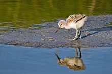 Photo d'un poussin se rapprochant de l'eau sur une plage avec son reflet dans l'eau.