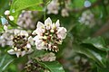 Pongam or Honge (Pongamia pinnata) planted as avenue trees