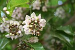 Indian Beech (Karanj or कारंजा in Hindi, Bengali, Marathi and Gujarati, Pungam புங்கம் in Tamil, Pungu in Telugu) -- Pongamia pinnata