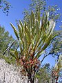 P. pumila var. pumila just after flowering, in June