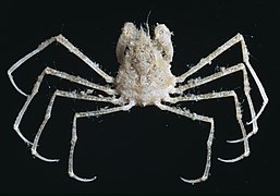 Pyromaia tuberculata