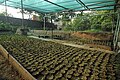 Seedlings being raised in polybags under shade