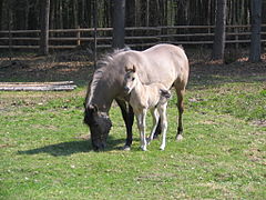 Polish ponies in the Roztocze National Park, Poland