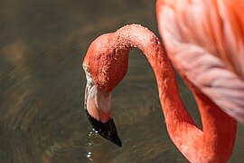 American flamingo in one of the ponds.