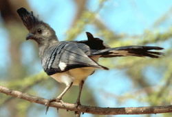 Pumpuliturako (Criniferoides leucogaster)