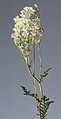 Dropwort (Filipendula vulgaris)