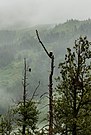 Águilas calvas (Haliaeetus leucocephalus).
