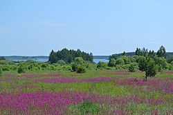 Rural field in Shatursky District