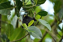 Vieillot's black weaver starting a nest at Kibale Forest National Park, Uganda