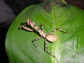 Uma Pnigomantis medioconstricta fêmea.