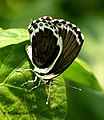 Genetically aberrant Common Pierrot, West Bengal [6]