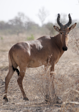 Bubale major au Parc national de la Pendjari, au Bénin.