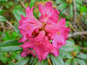 Rhododendron ferrugineum