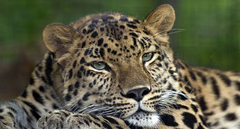 Panthère de l’Amour (Panthera pardus orientalis ou panthère de Chine) dans le zoo de Pittsburgh. (définition réelle 2 979 × 1 600)