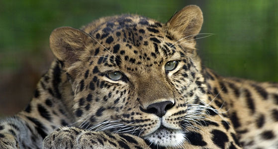 Amur parsı (Panthera pardus amurensis), Kore Yarımadası, Çin ile Rusya'nın sınır bölgesinde Amur Nehri civarında yaşamakta olup tükenme riski had safhadadır (Pittsburgh Zoo & PPG Aquarium, Pittsburgh, Pensilvanya, ABD). (Üreten: Colin Hines)