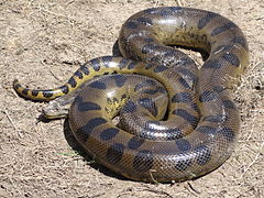 Anaconda vert (Eunectes murinus)