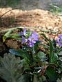 Arabis blepharophylla