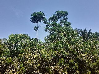 Arbre dénommé Umurungambare dans la Réserve naturelle forestière de Kigwena (sv). Juin 2022.