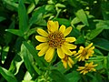 Arnica chamissonis