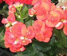 Híbrido de Begonia-Elatior.