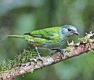 female black-capped Tanager