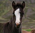 Tête d'un poulain islandais présentant une large liste et des yeux bleus.