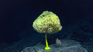 Bolosoma sp. on Sibelius Seamount