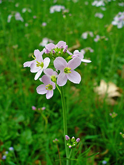 Luhtalitukka (Cardamine pratensis)