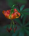 Carolina lily