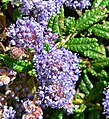 Ceanothus hearstiorum